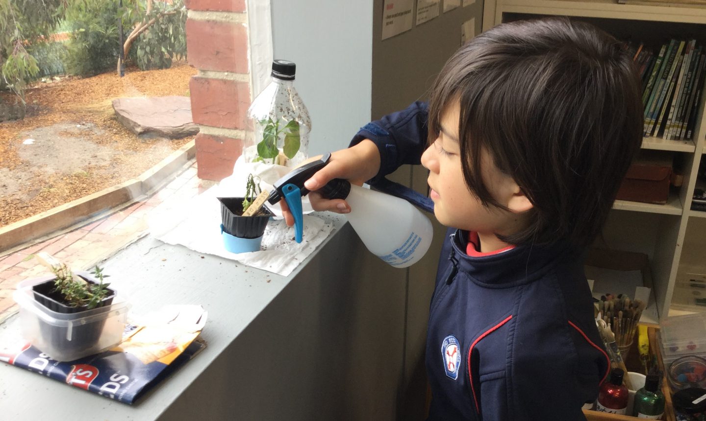 Plants for kept in the Year 6 classrooms where students were able to look after them