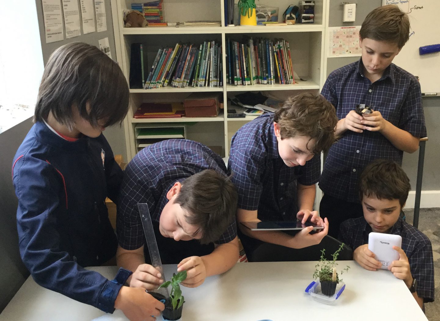 Year 6 students measuring their plants and recording the data