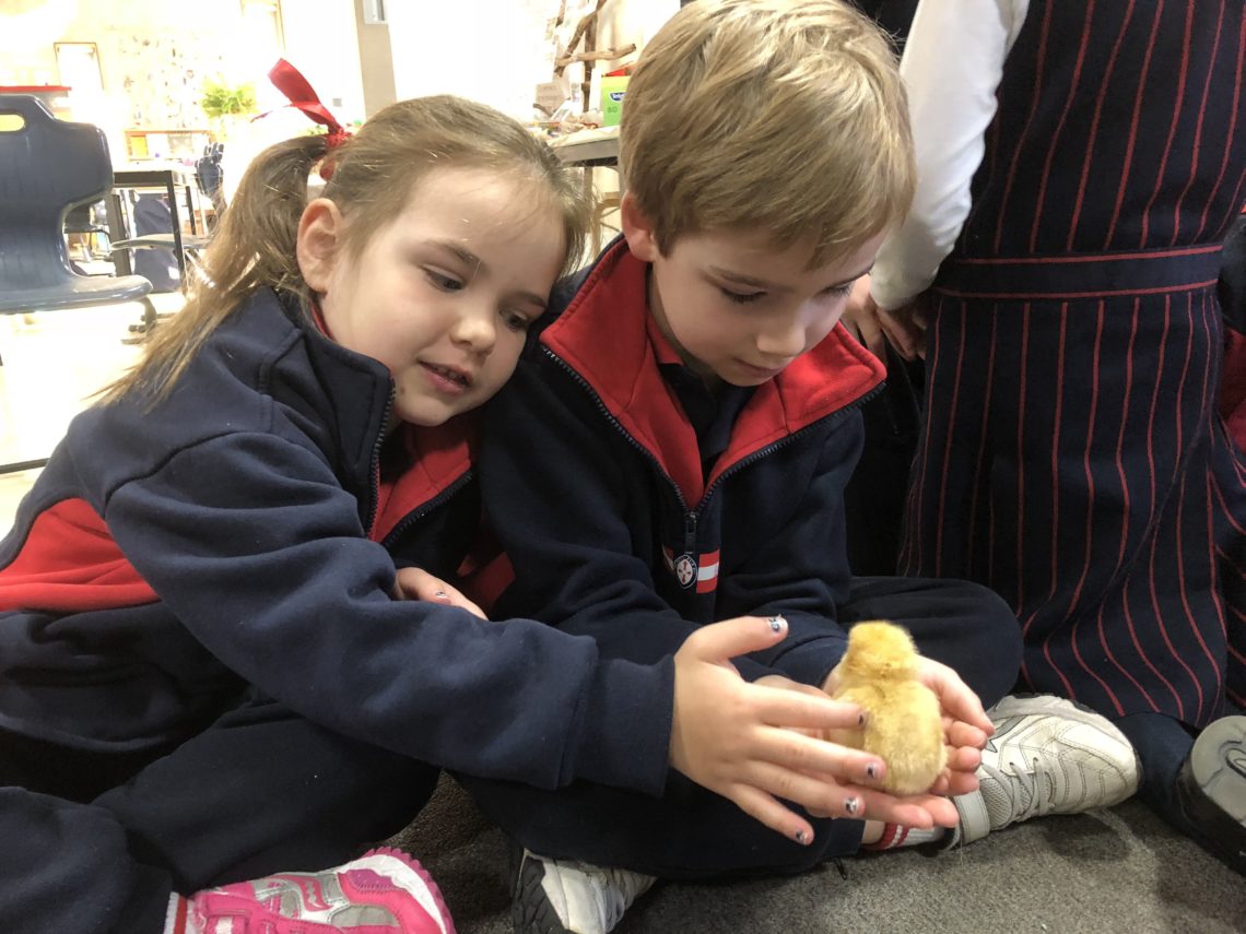 Meet Buttercup, Astro and Marmalade – our new chickens