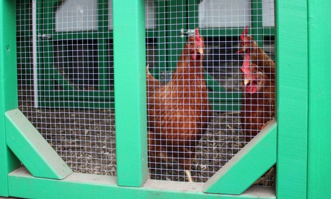 Meet Buttercup, Astro and Marmalade – our new chickens