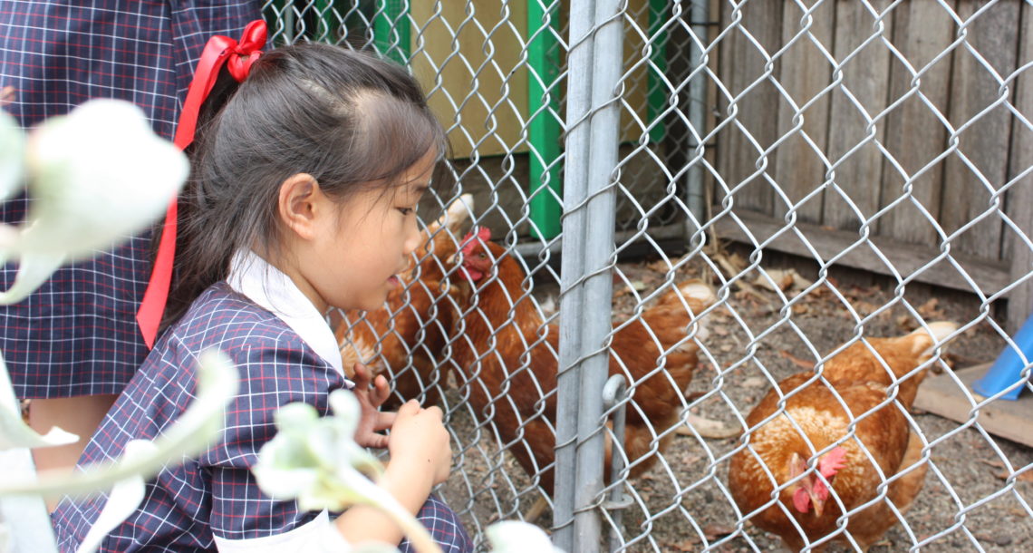 meet-buttercup-astro-and-marmalade-our-new-chickens